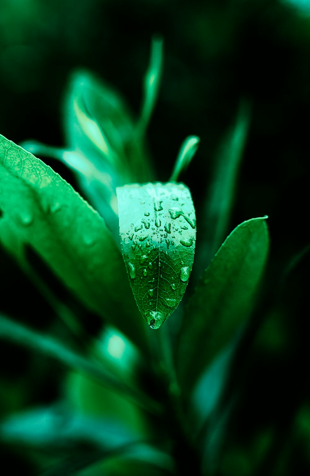 water droplets on green leaf