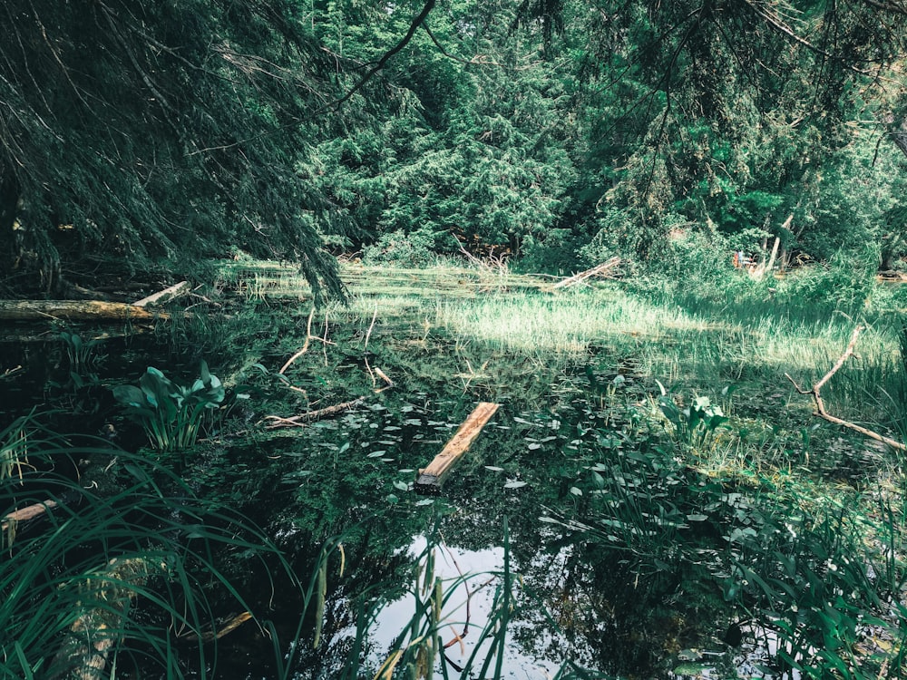 uno specchio d'acqua circondato da alberi ed erba