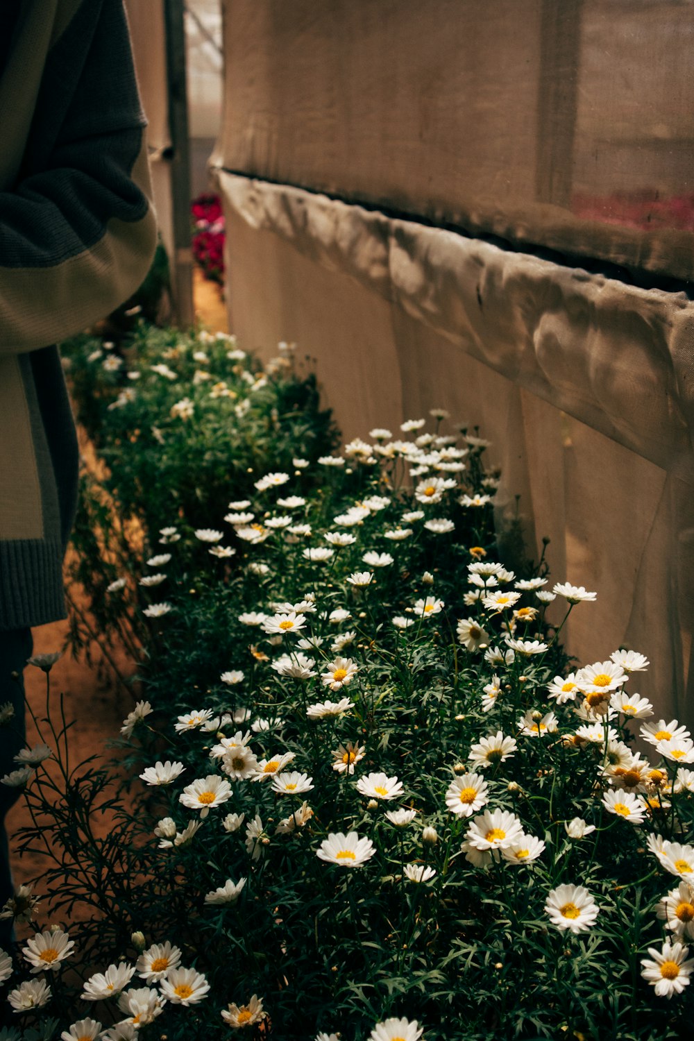 갈색 콘크리트 벽에 흰 꽃