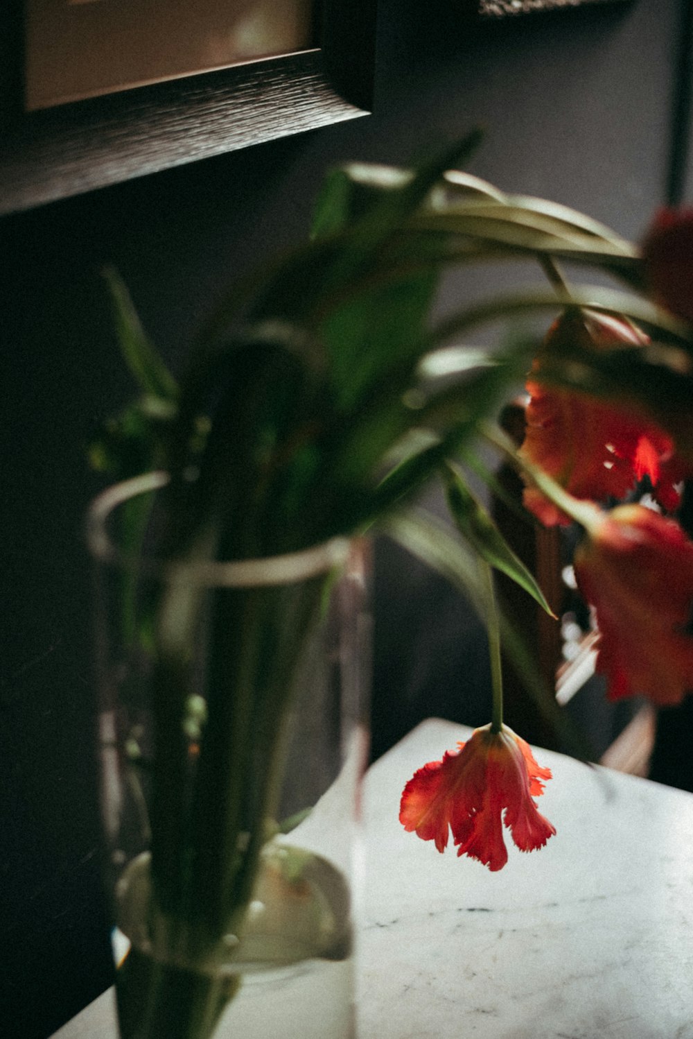 red and white flower in close up photography