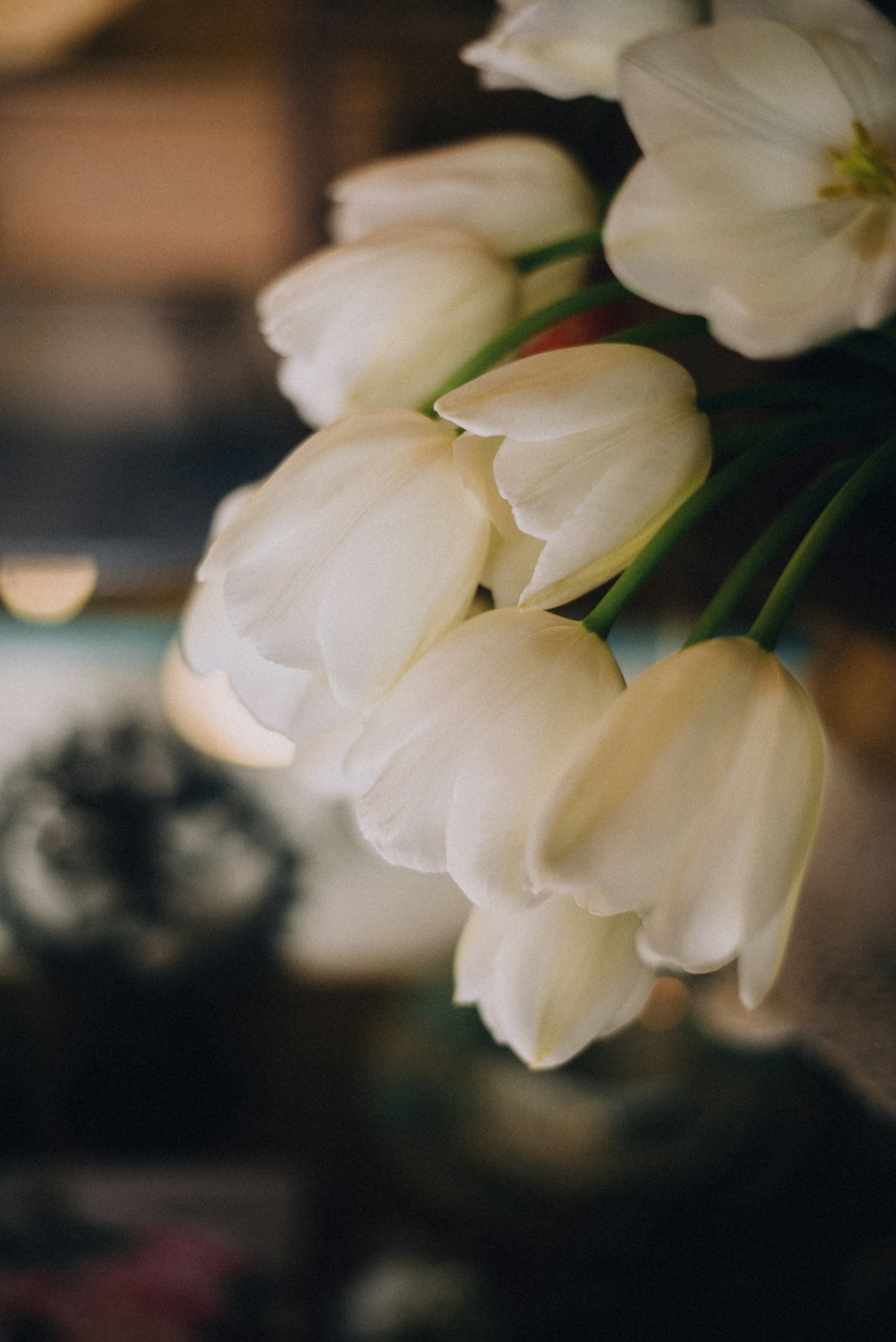 white flowers in tilt shift lens