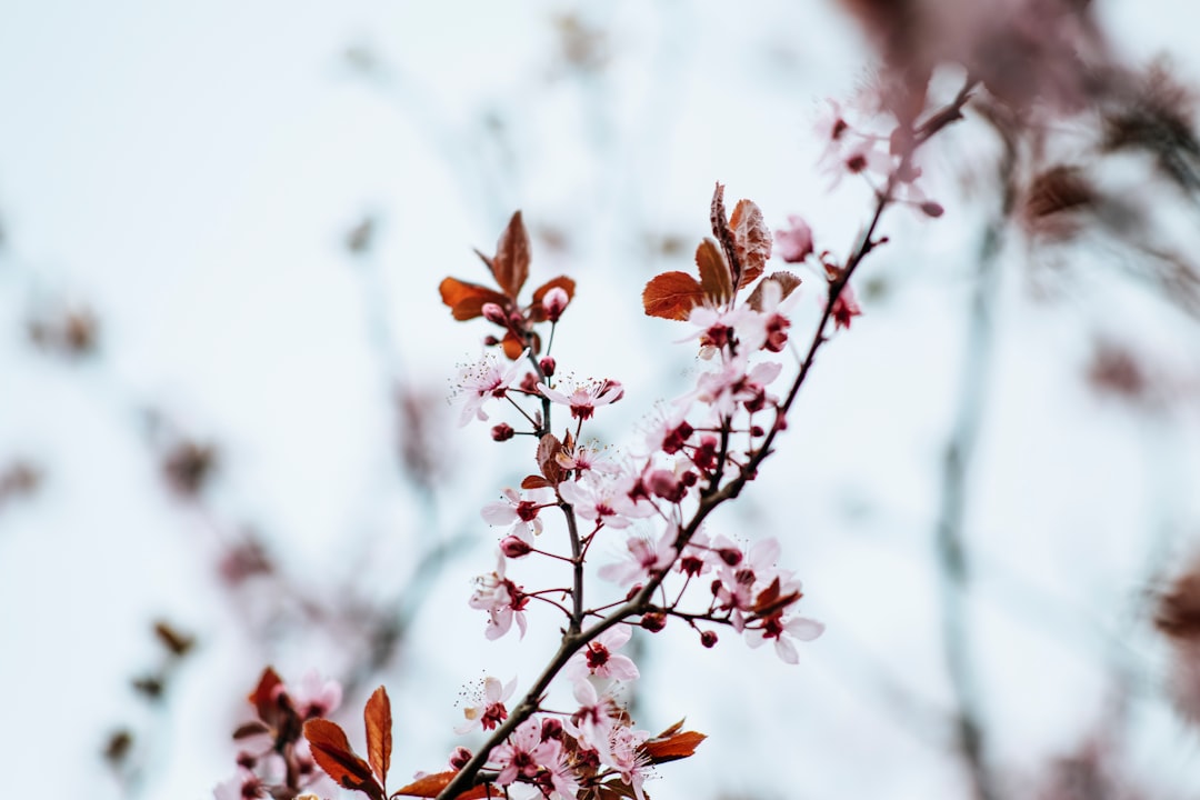 brown leaves on tree branch