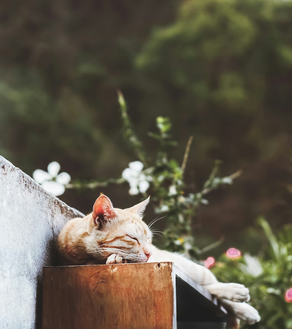 orange tabby cat lying on gray concrete fence during daytime