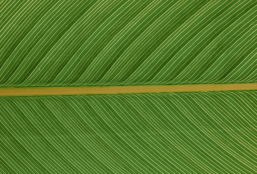 green leaf in close up photography