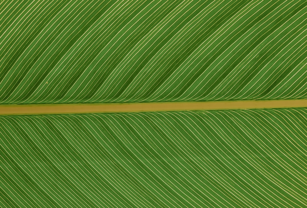 green leaf in close up photography