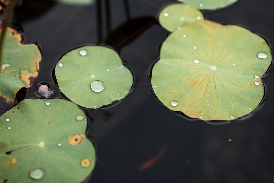 green leaf on water during daytime