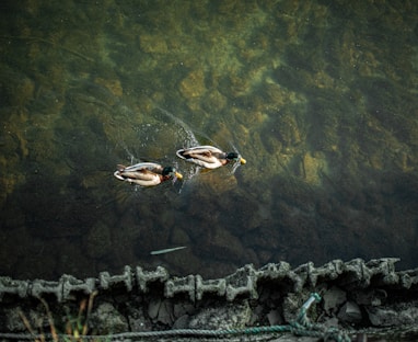 brown and white duck on water