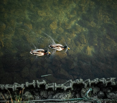 brown and white duck on water