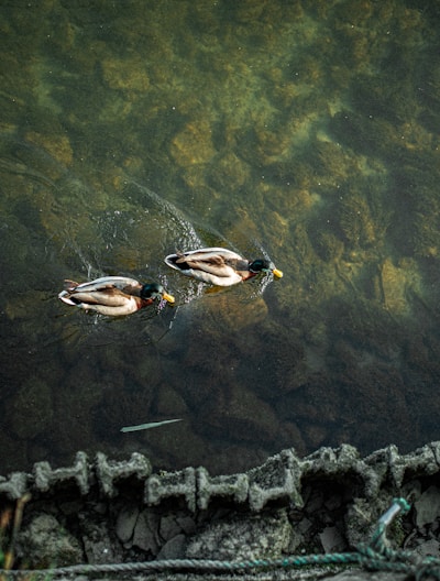 brown and white duck on water