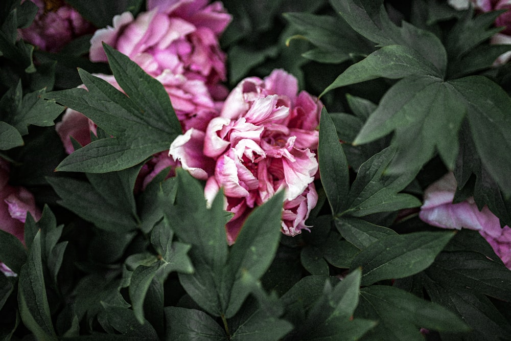 pink and white flower in close up photography