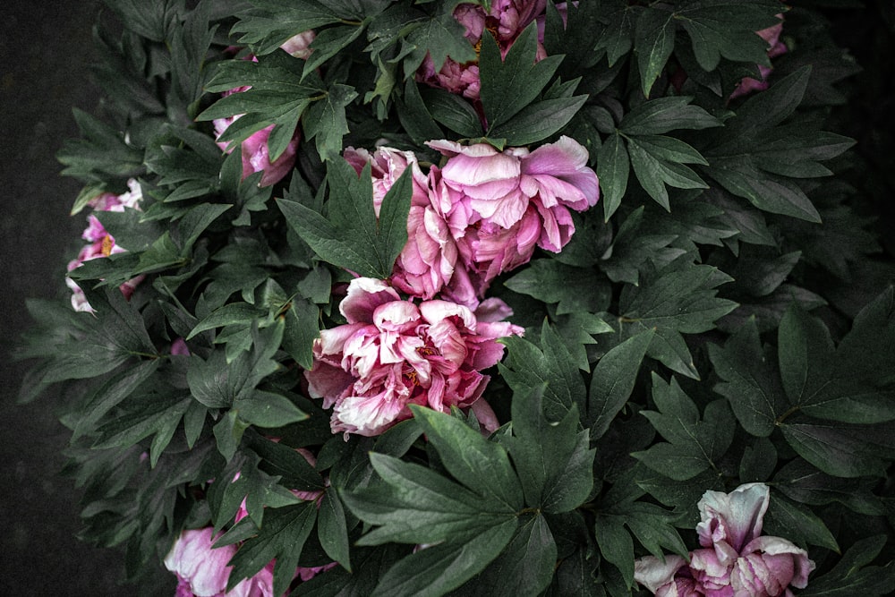 pink flowers with green leaves