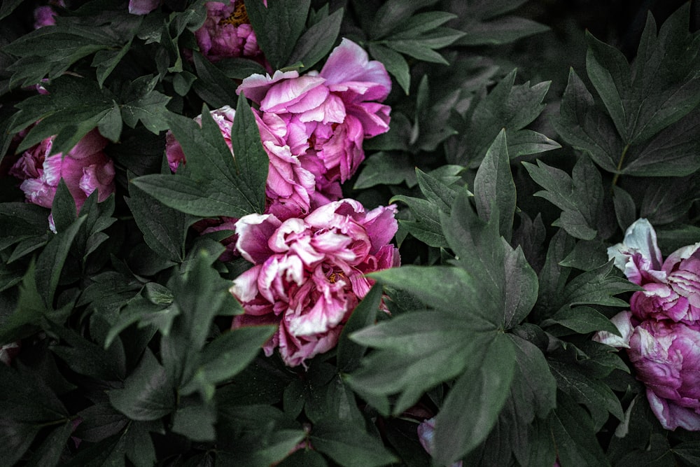 pink flower with green leaves