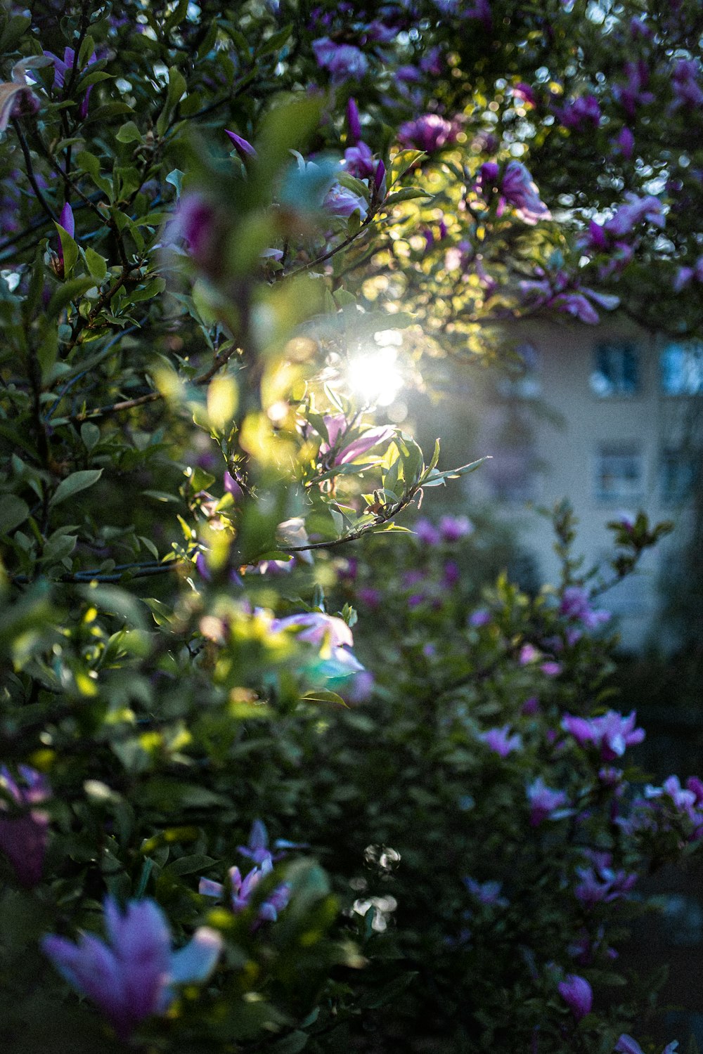 昼間は紫色の花に緑の葉をつける