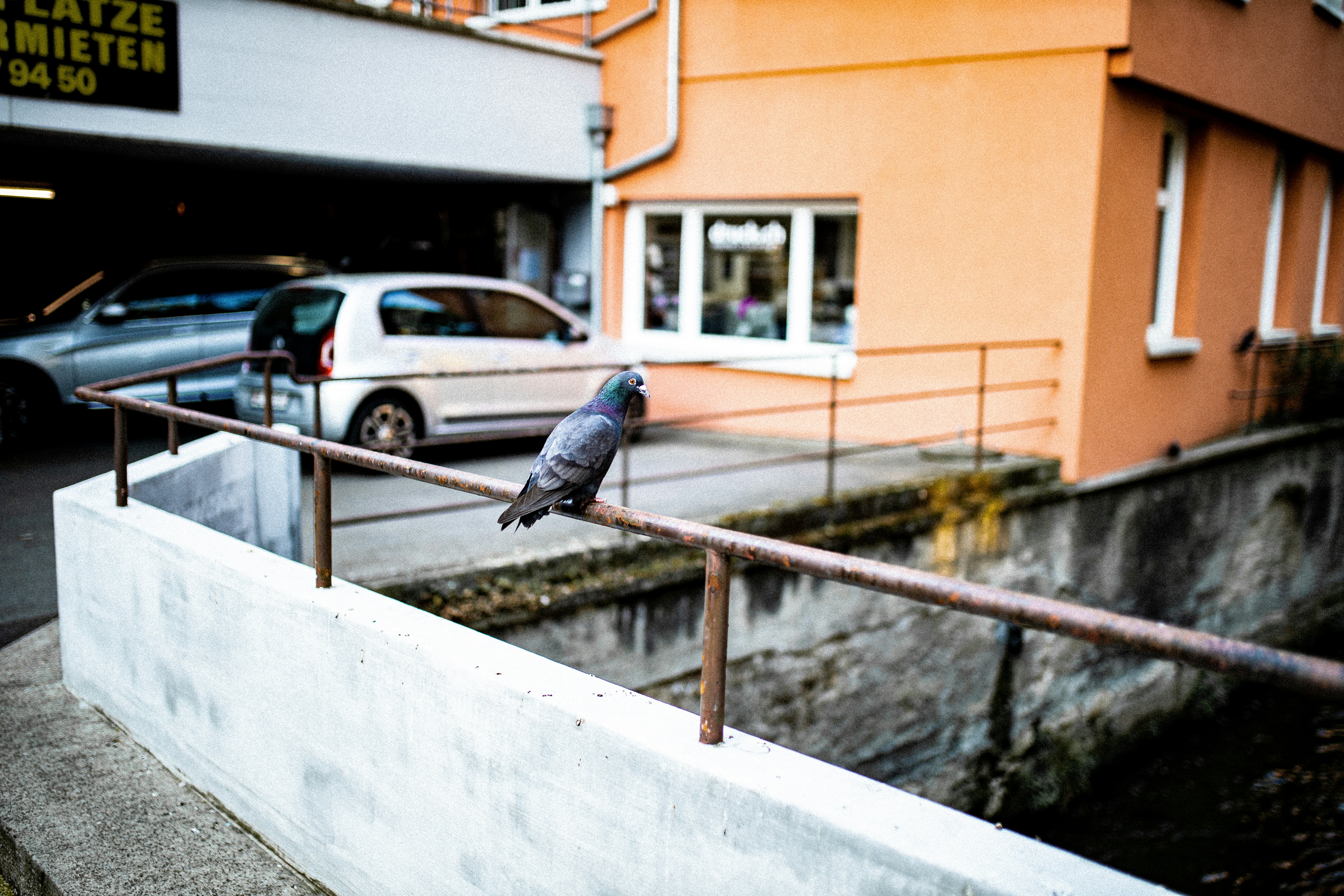 Photo by corina_rainer_