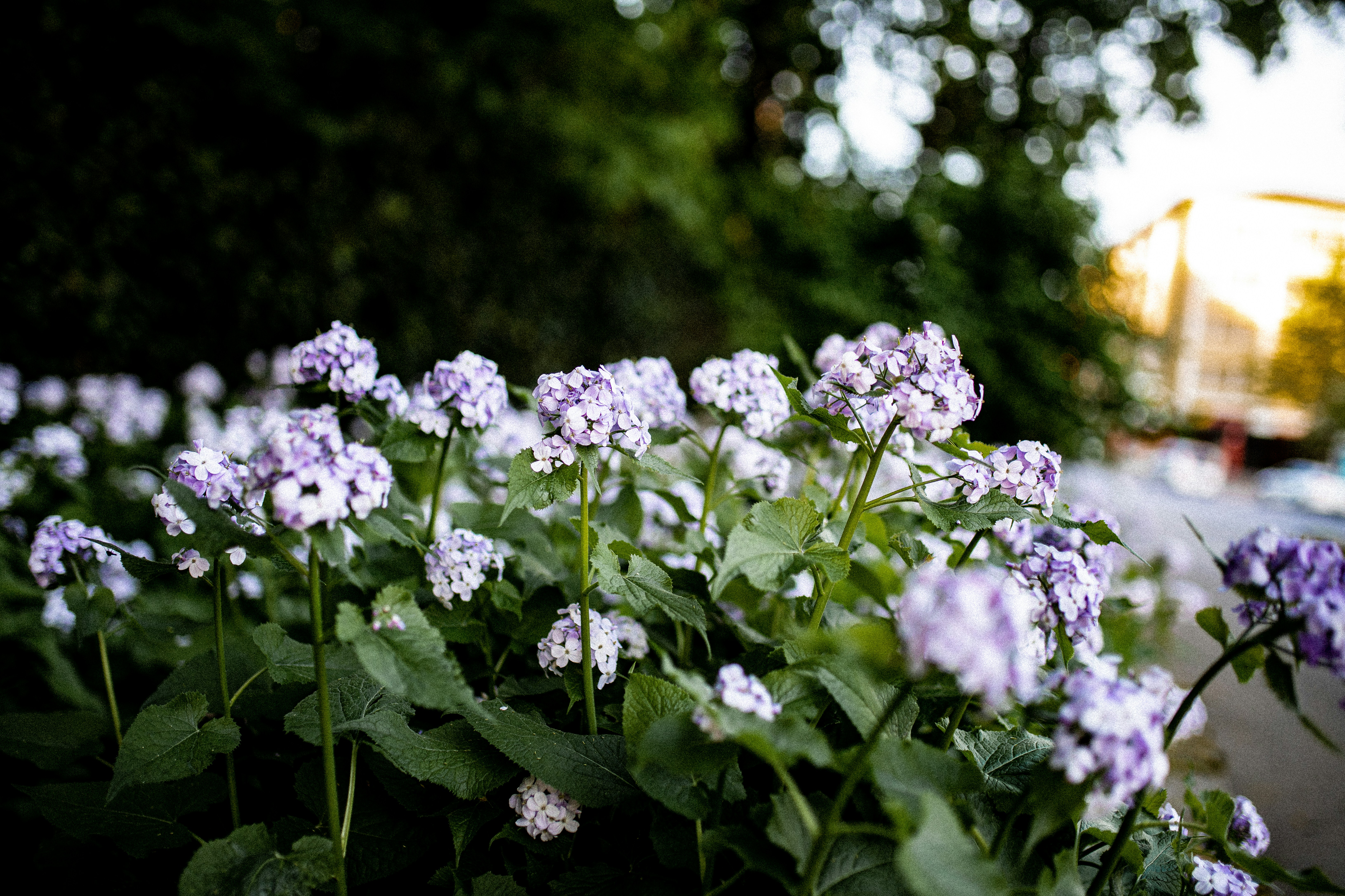 Photo by corina_rainer_