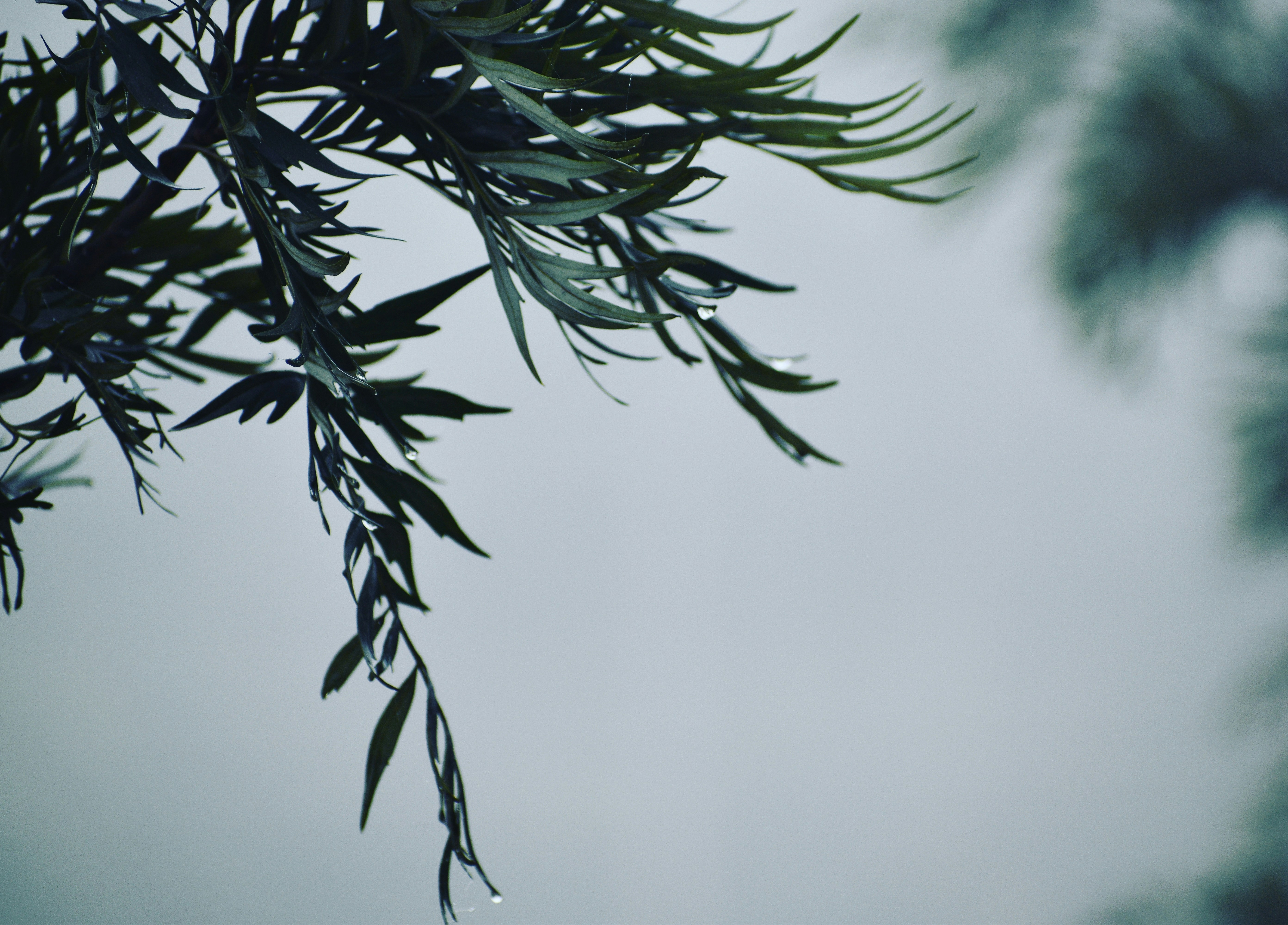 Photo by simplyhuman