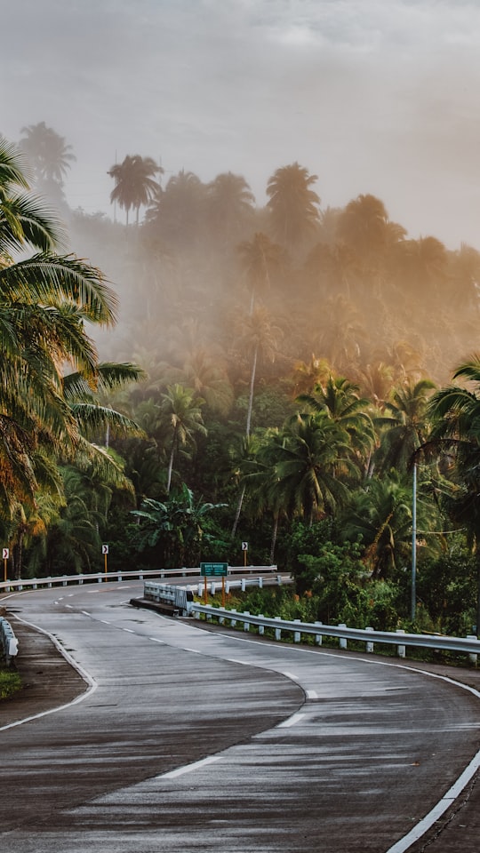 green palm trees near swimming pool during daytime in Eastern Samar Philippines