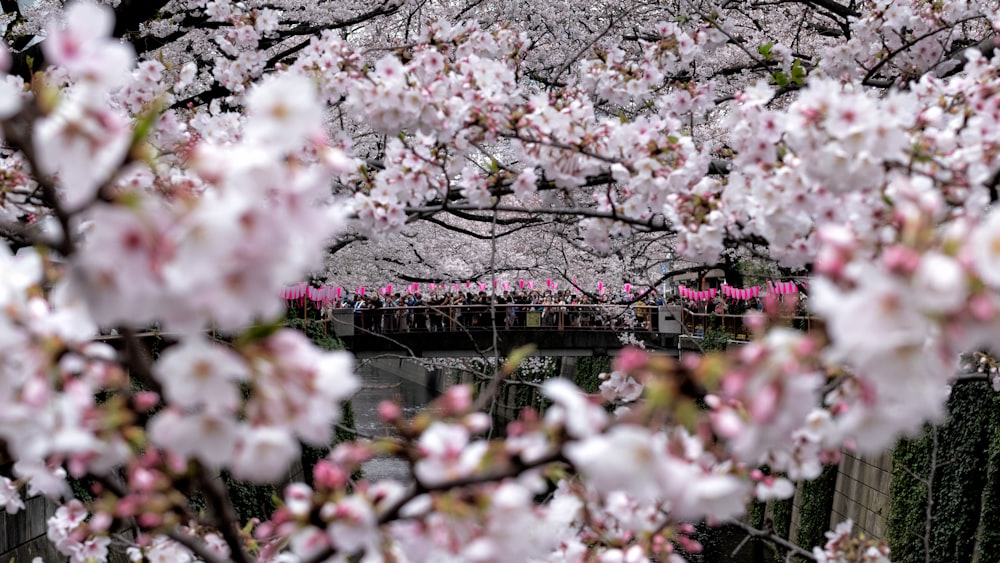 pink cherry blossom flowers during daytime