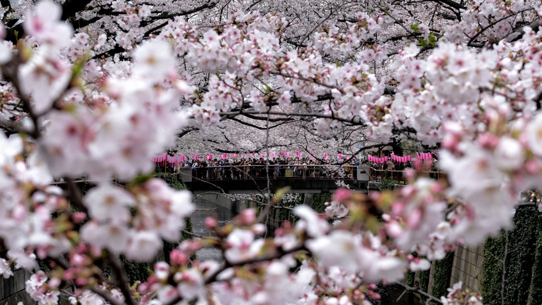 Unveiling Tokyo's Hidden Gems A 9-Day