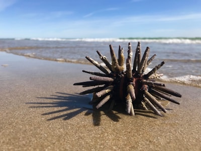 A sea urchin rests on wet sand with the ocean tide approaching in the background. The spiky appearance of the urchin casts distinct shadows onto the sand. Gentle waves can be seen under a clear blue sky.