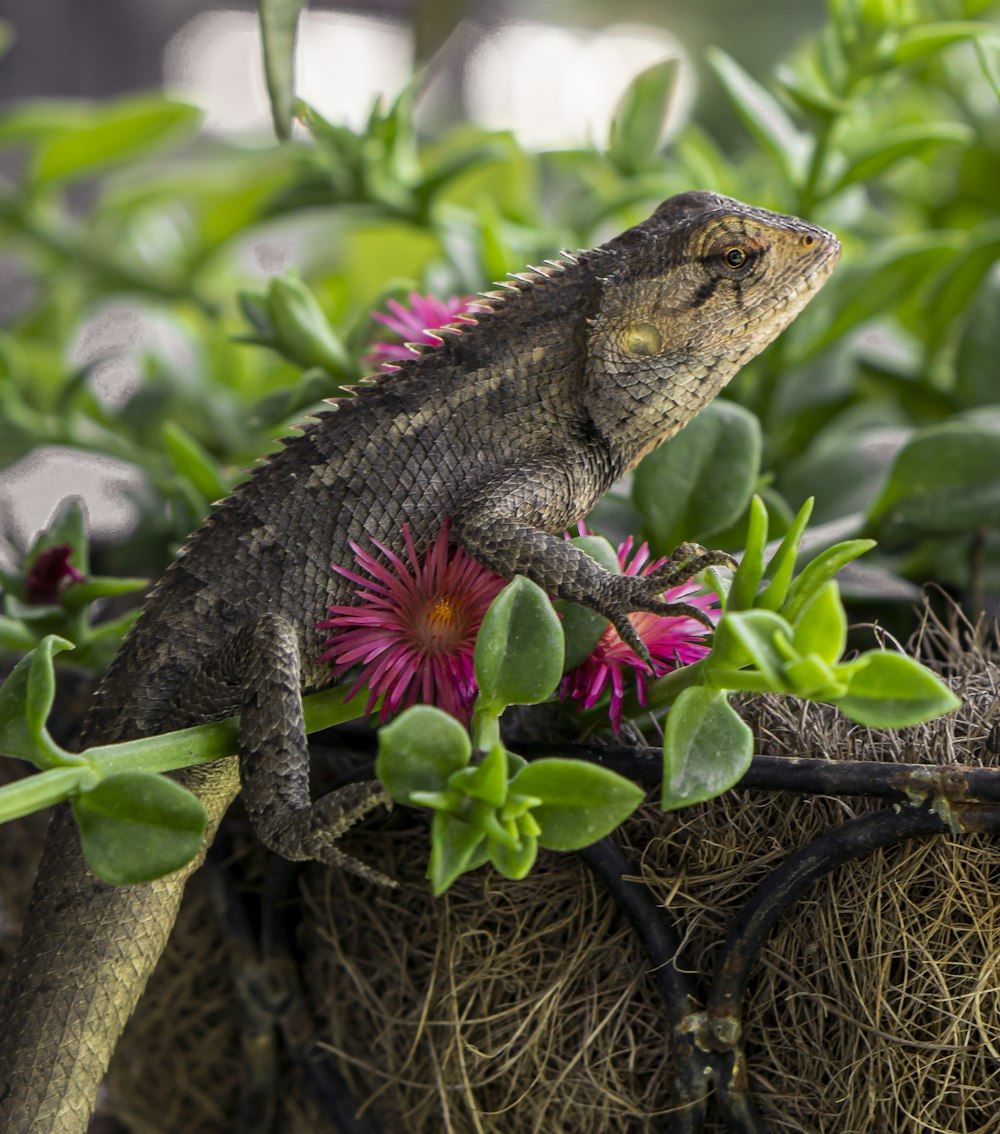 brown and black bearded dragon on green plant