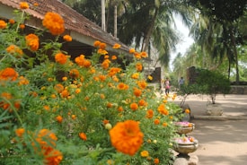 A garden with plentiful bright orange marigold flowers grows in front of a rustic building with a tiled roof. Tall palm trees can be seen in the background, creating a serene atmosphere. There are a few people strolling in the distance along a paved walkway, and a couple of small, decorative pots with flowers are placed at the side.
