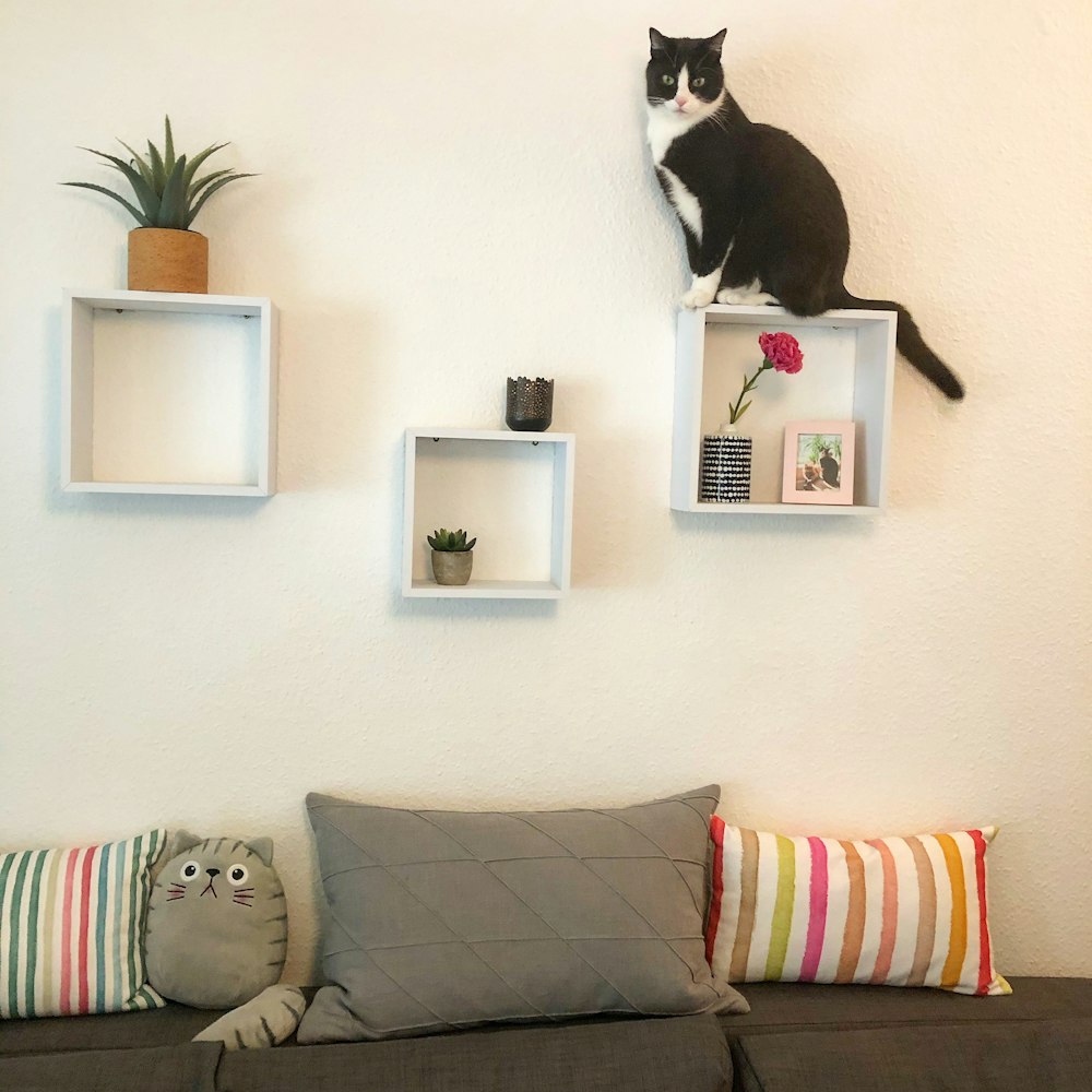 tuxedo cat on white wall mounted shelf