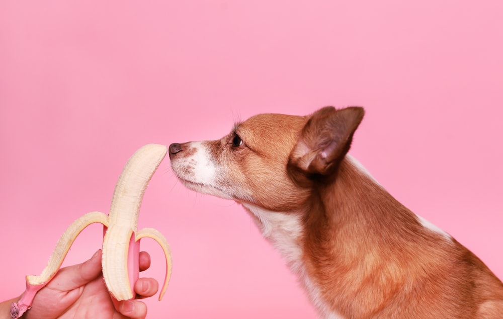 brown and white short coated dog on white and pink inflatable ring