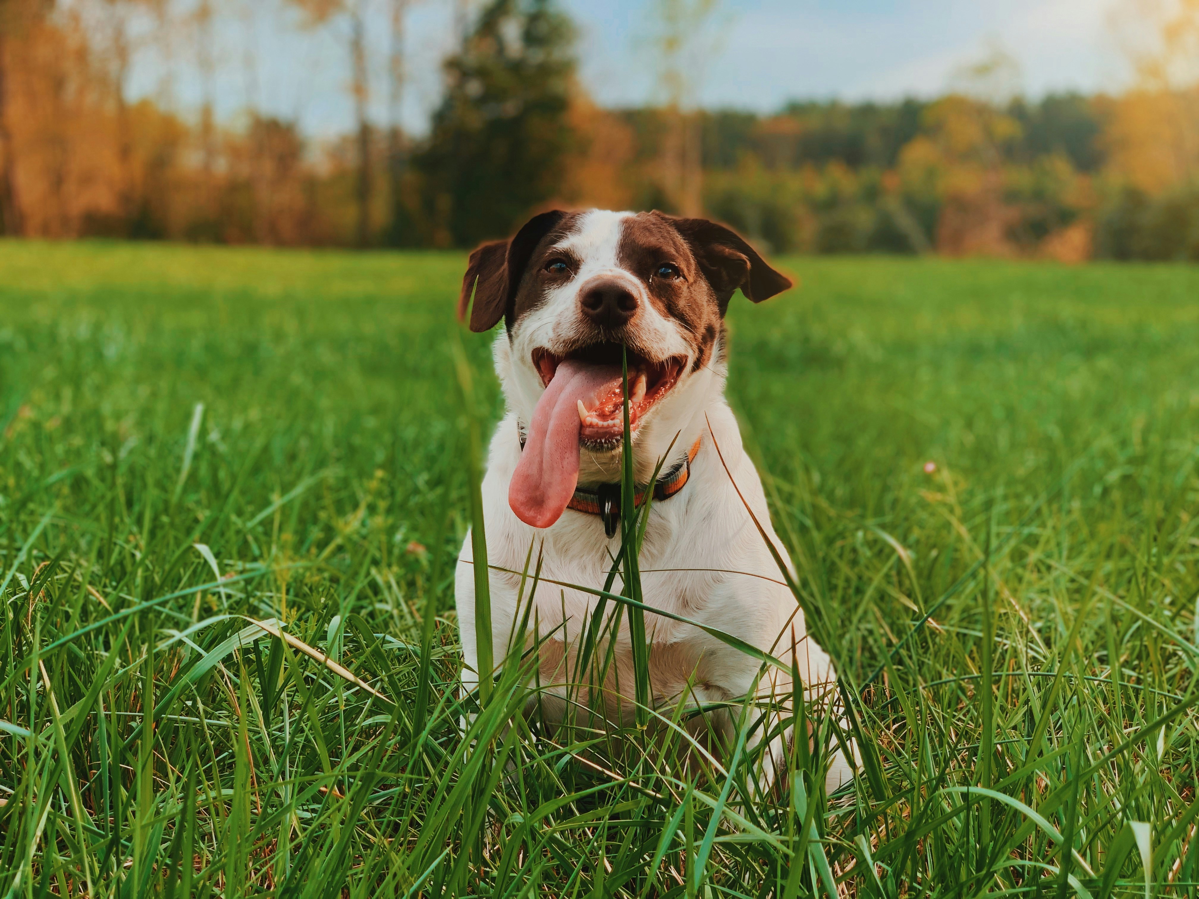 white and brown short coated dog on green grass field during daytime