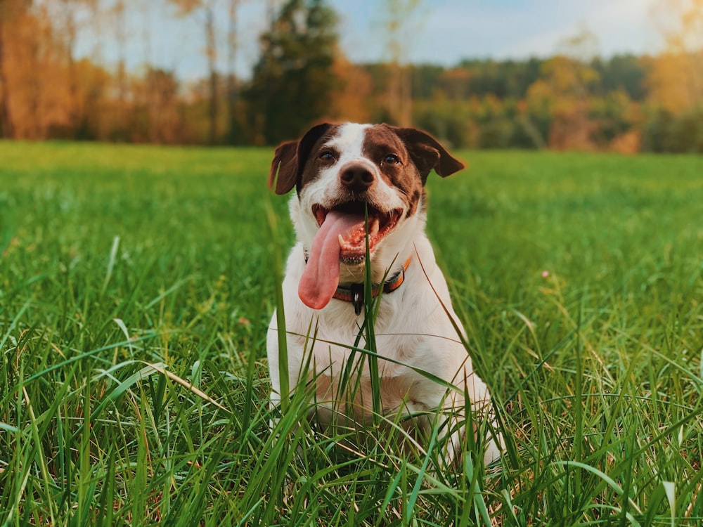 white and brown short coated dog on green grass field during daytime