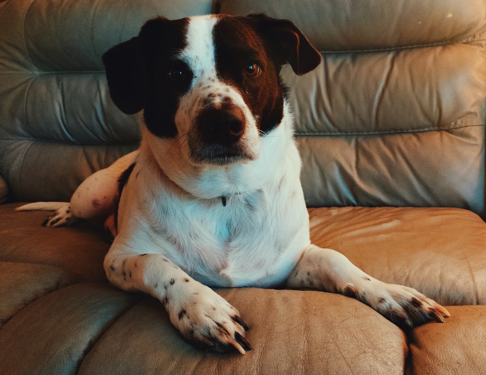 Perro pequeño de pelaje corto blanco y negro sentado en un sofá marrón