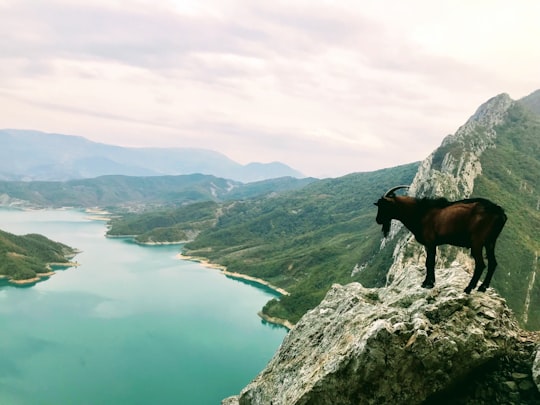 brown horse on gray rocky mountain during daytime in Dajti Mountain National Park Albania