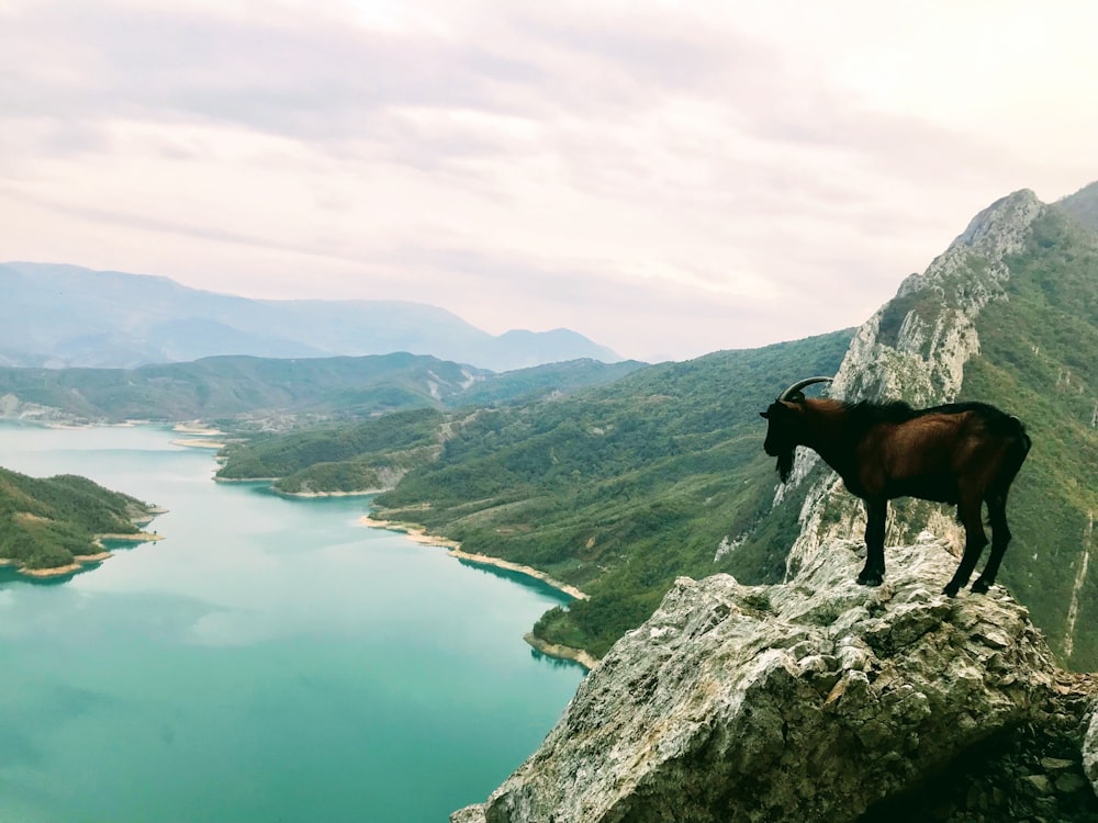 brown horse on gray rocky mountain during daytime