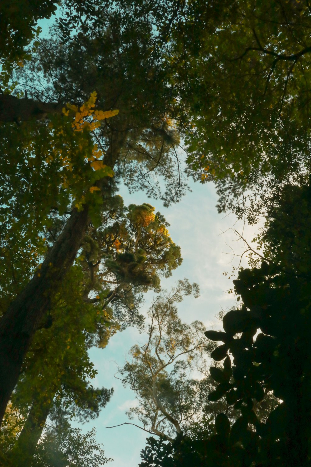 green trees under white clouds during daytime