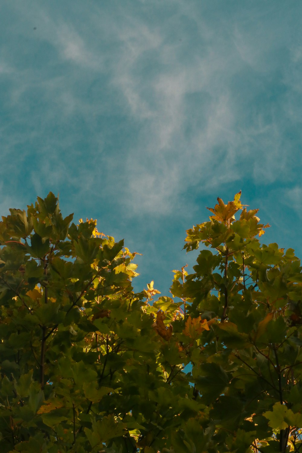 green tree under blue sky during daytime