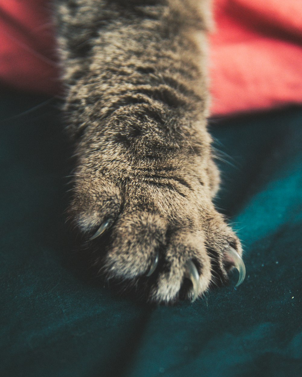 brown tabby cat paw on green textile