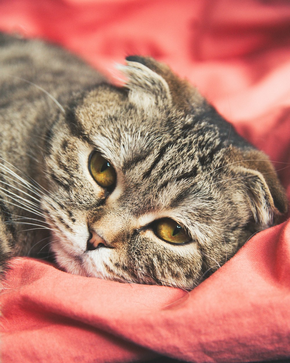 silver tabby cat on pink textile