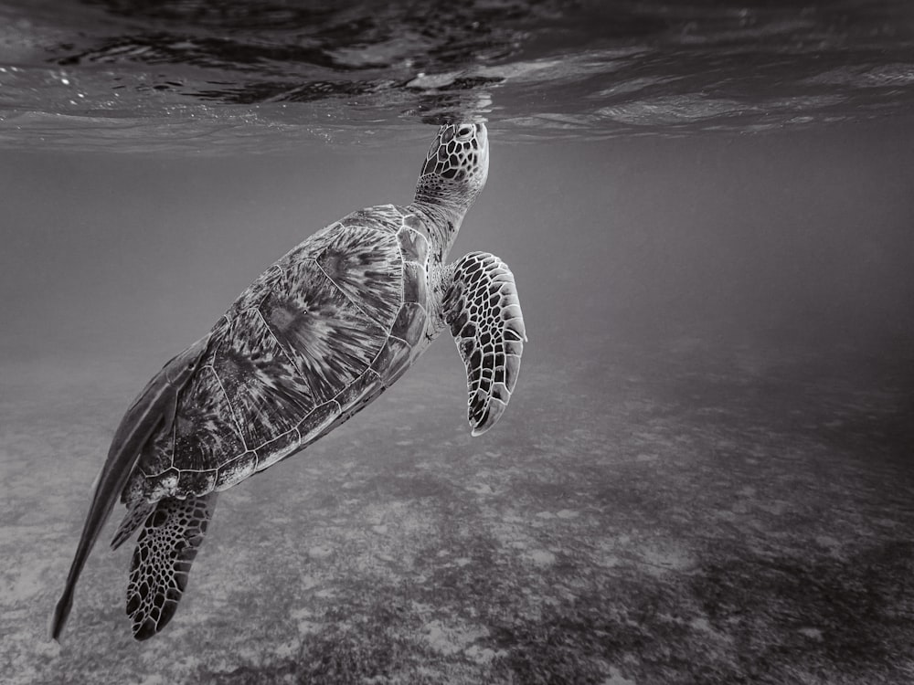 tortue de mer noire et blanche dans l’eau