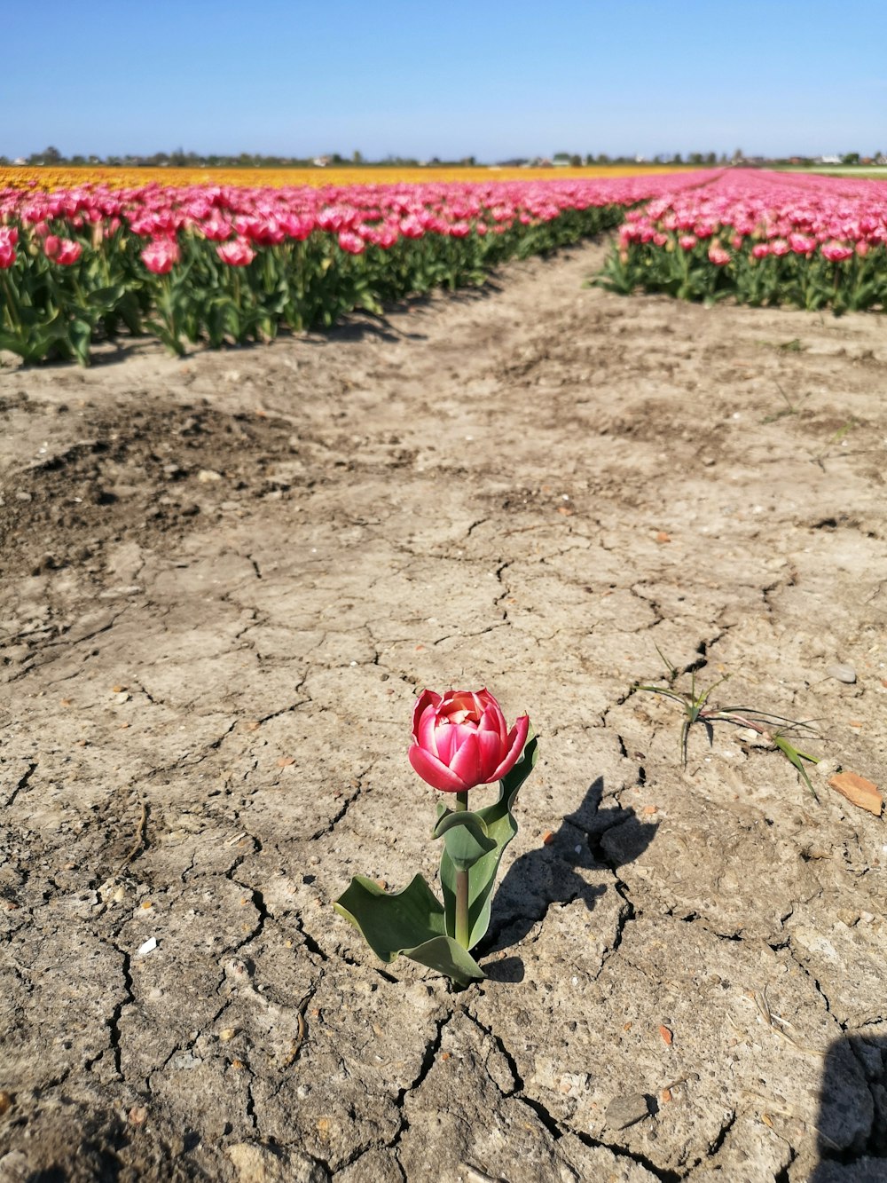 pink rose on gray sand during daytime