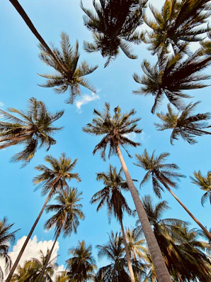 koh phangan