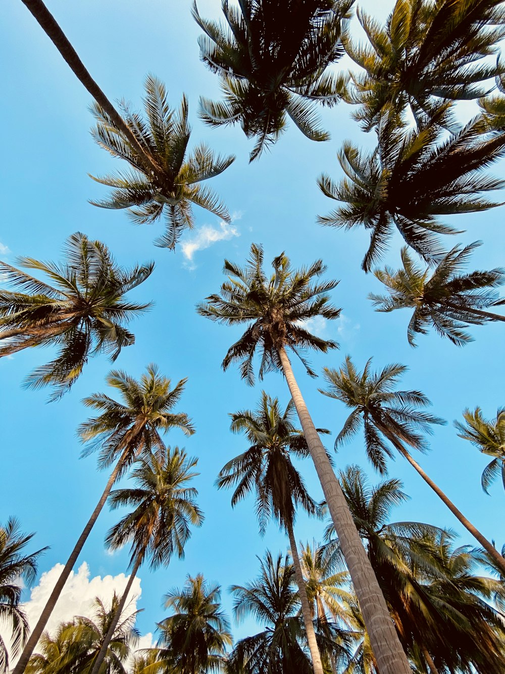 low angle photography of palm trees under blue sky during daytime