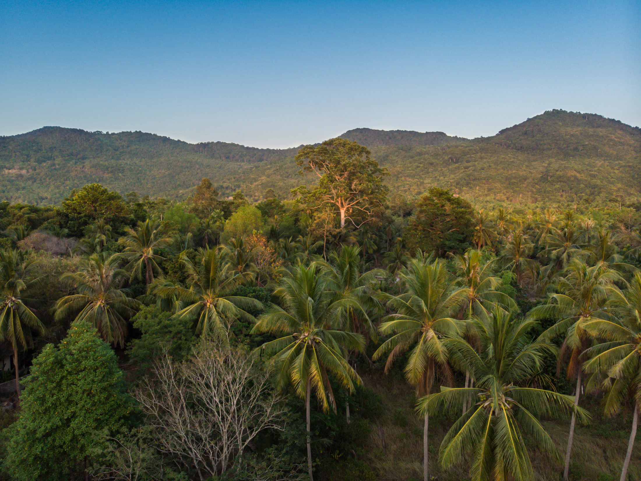 A coconut palm on a hillside above the sea, Ko Pha-ngan