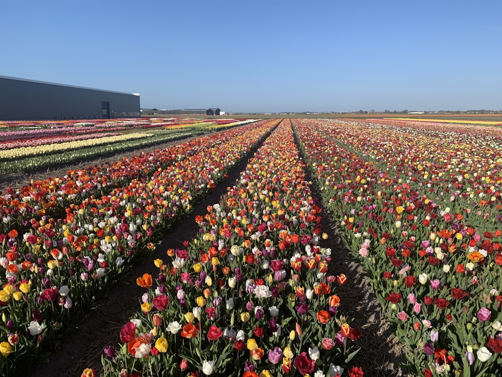 red and white flower field during daytime