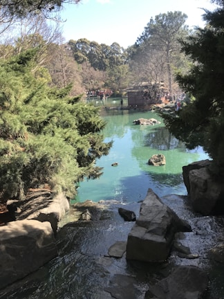 A serene backyard landscape featuring native trees and a small water fountain.