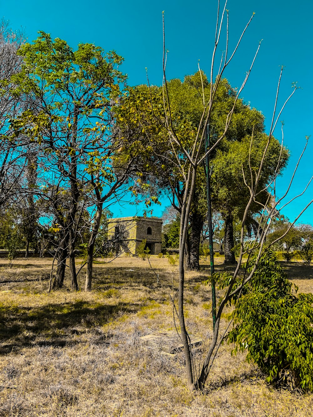 brown and green trees near brown concrete building during daytime