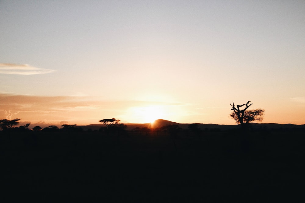 silhouette of trees during sunset