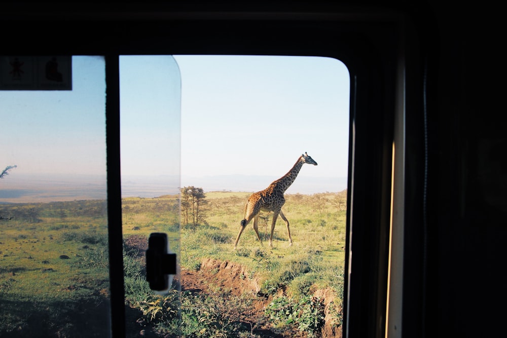 giraffe standing on brown grass field during daytime