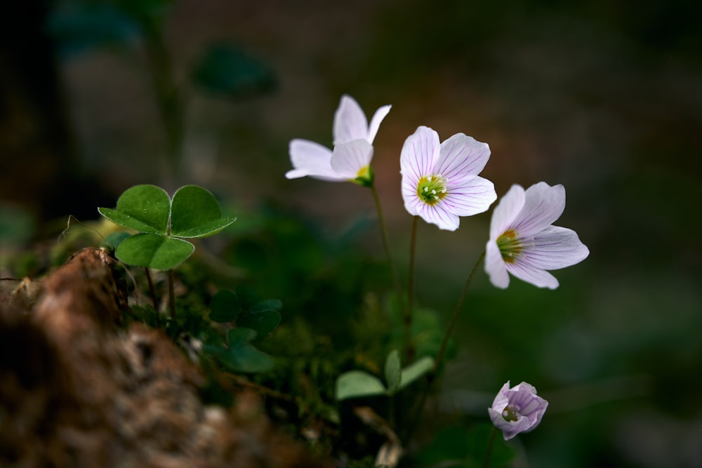 white and purple flower in tilt shift lens