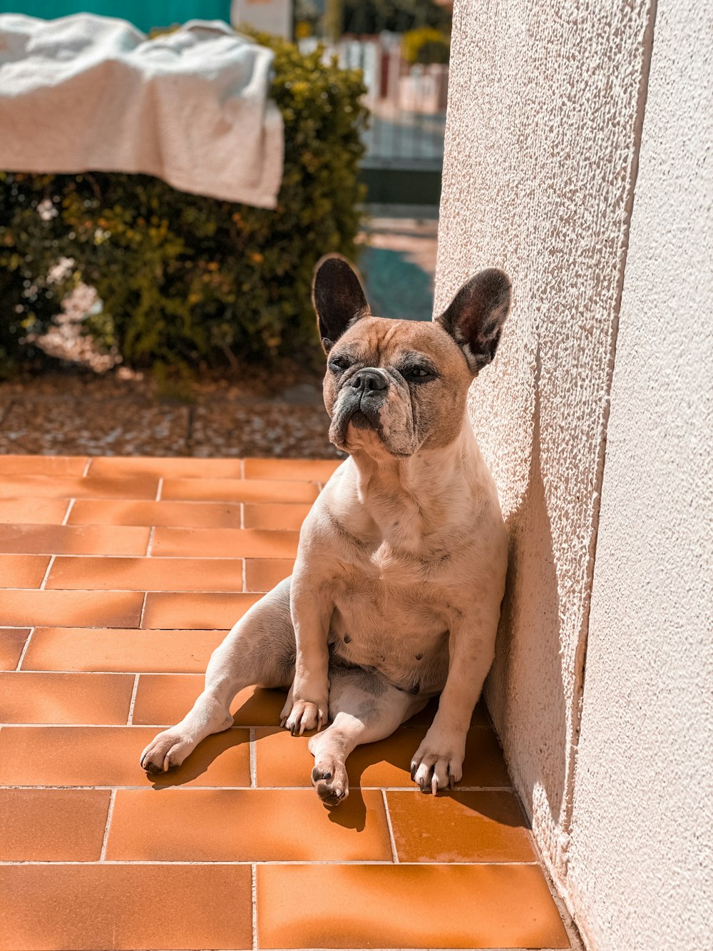 Pug cervatillo acostado en la pared de ladrillo durante el día