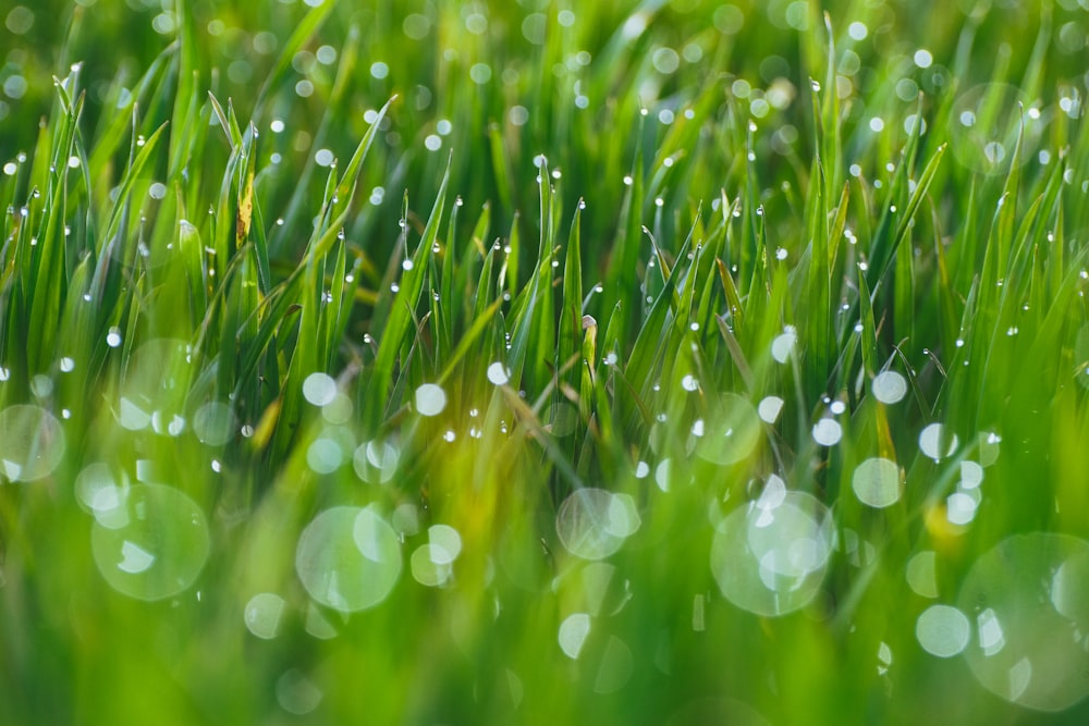 water droplets on green grass